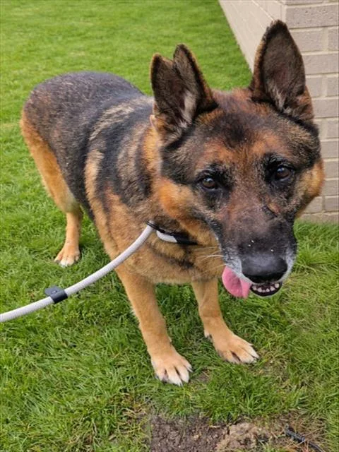 An adult large-sized male Mixed Breed dog named Simba for adoption in Dallas, TX