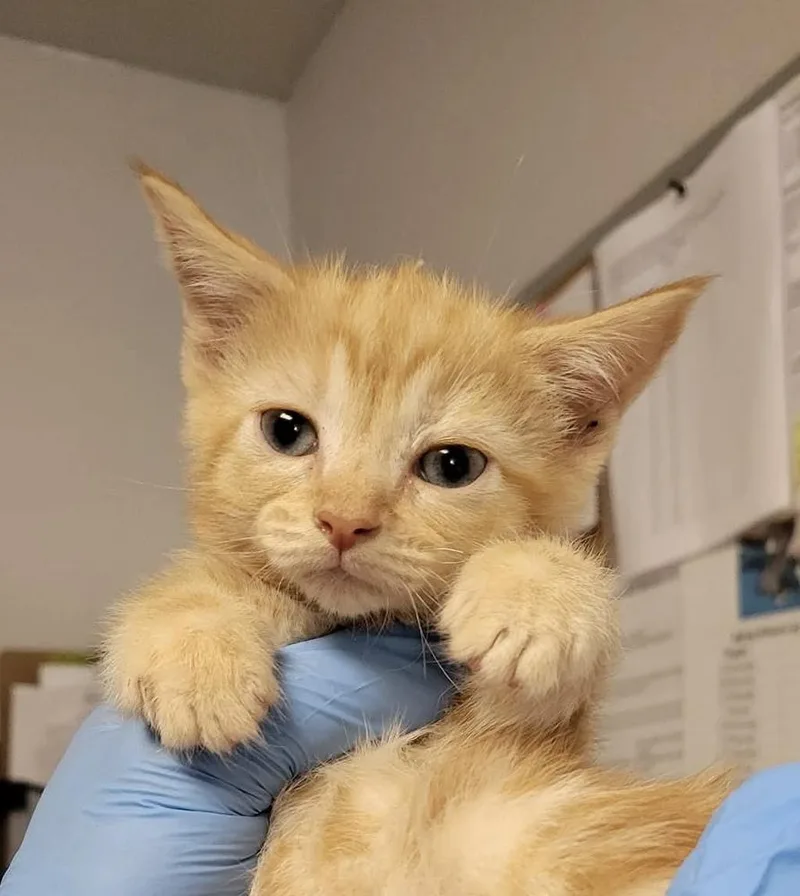 A baby medium-sized male Domestic Short Hair cat named Marmalade for adoption in Bolivar, MO