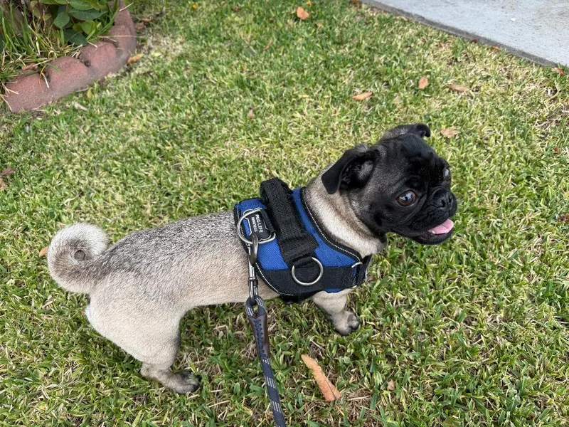 Mochi