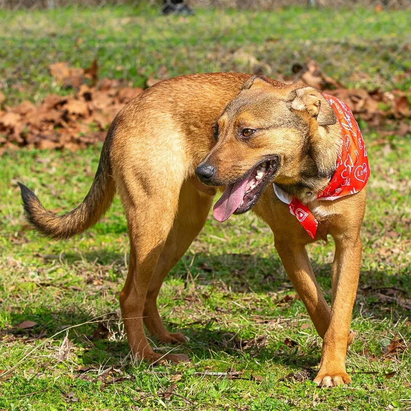 Lick Jagger thumbnail 6