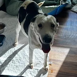 An adult medium-sized female White / Cream Border Collie dog named Ruby for adoption in Grinnell, IA