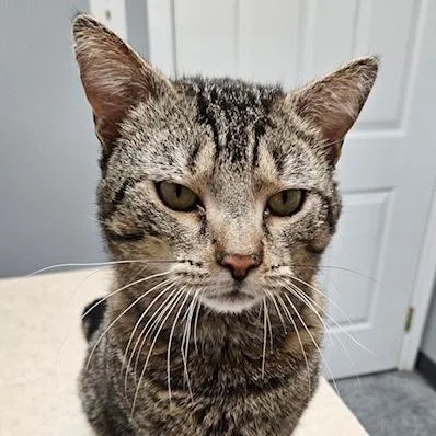 An adult medium-sized male Tabby (Brown / Chocolate) Domestic Short Hair cat named Lyric for adoption in Circleville, OH