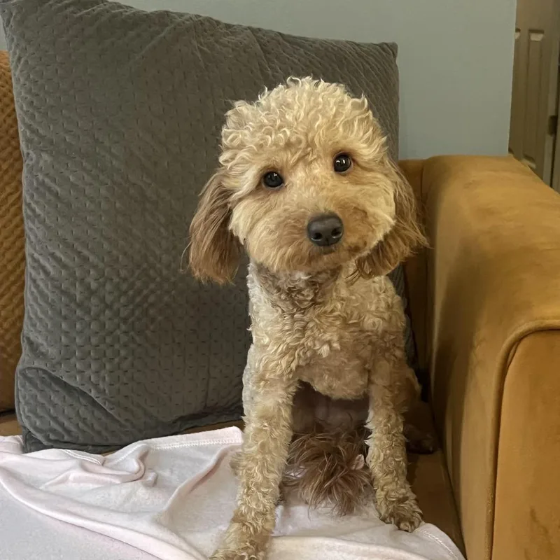 A young small-sized female Brown / Chocolate Poodle dog named Coco for adoption in Newark, NJ