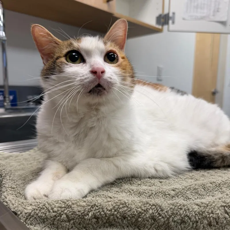 A senior large-sized female Calico Domestic Short Hair cat named Sweety for adoption in Sarasota, FL