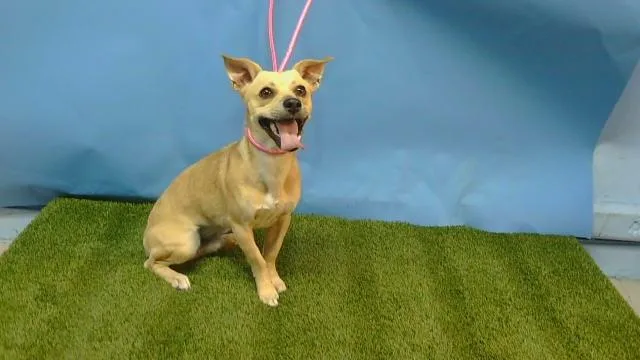 A young small-sized male Chihuahua dog named Peanut for adoption in Gardena, CA