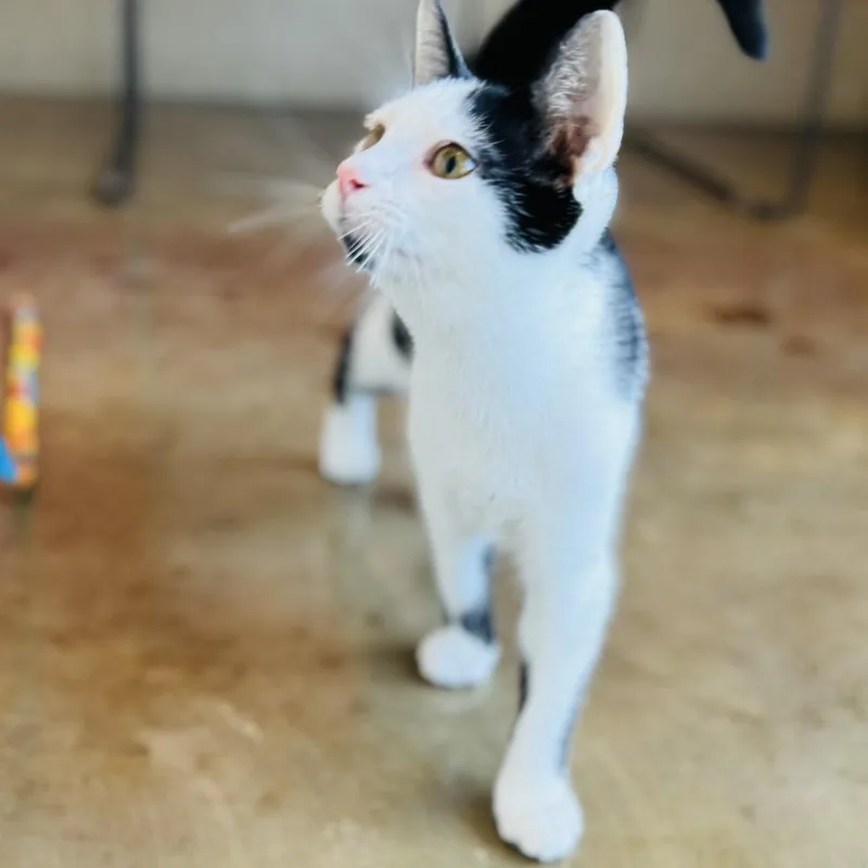 An adult small-sized male Black Domestic Short Hair cat named Snowcone for adoption in Green Bay, WI
