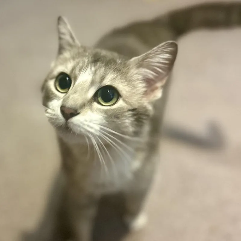 A young small-sized female Gray / Blue / Silver Domestic Short Hair cat named Foxy for adoption in Philadelphia, PA