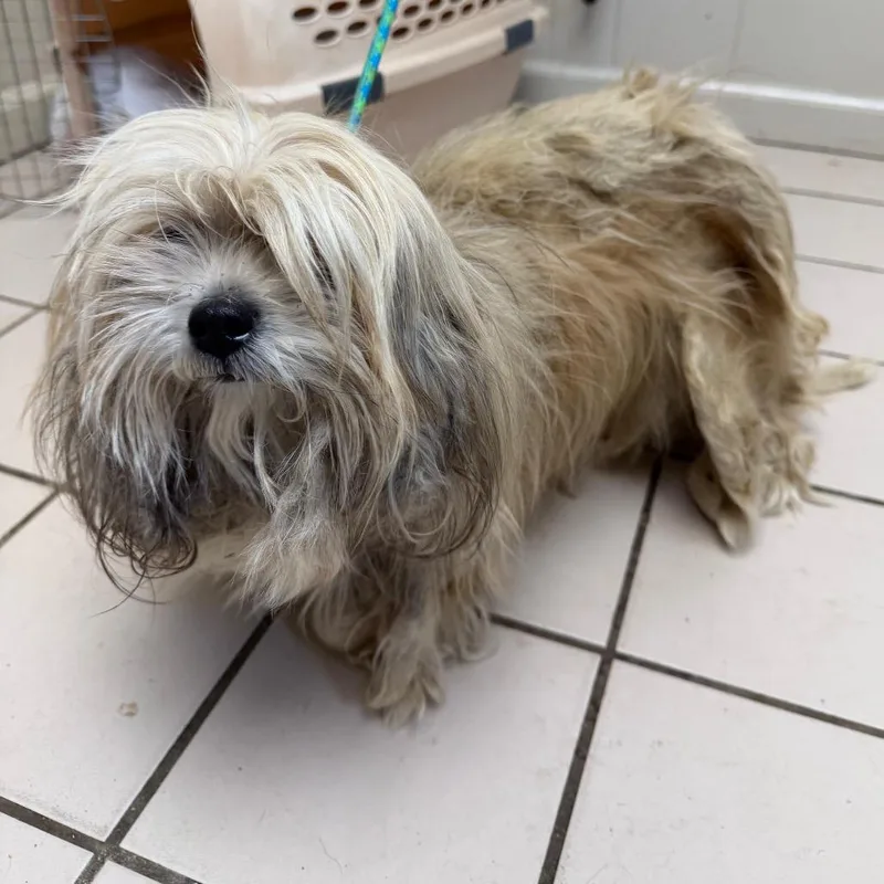 Tuscstray thumbnail 2