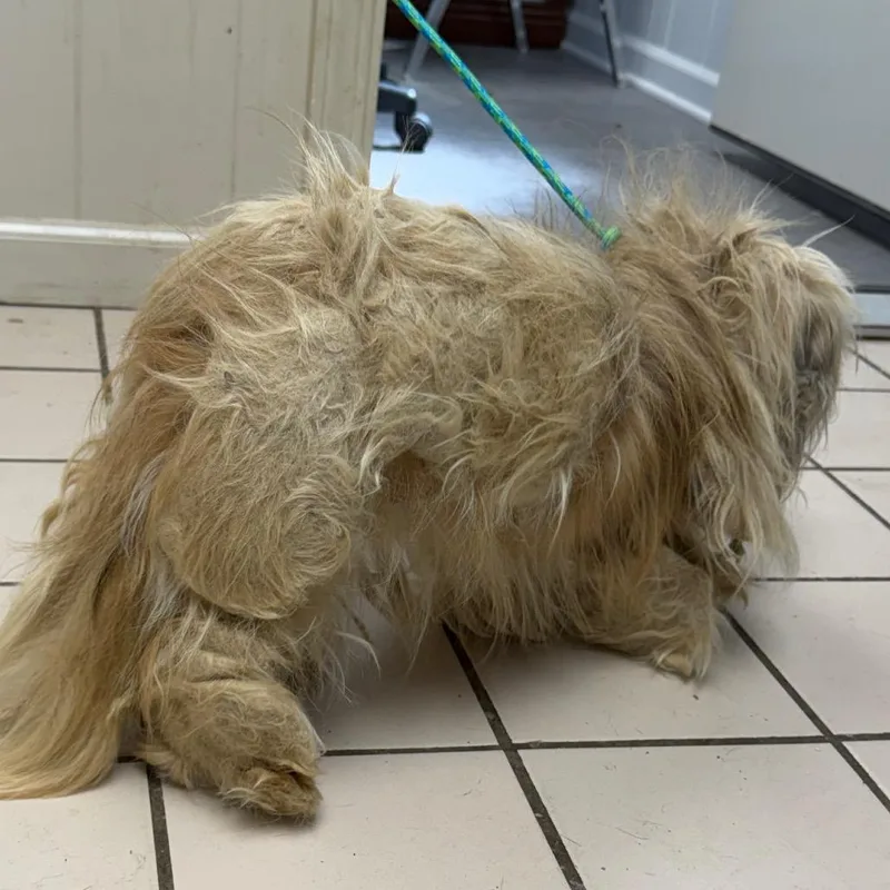 Tuscstray thumbnail 3