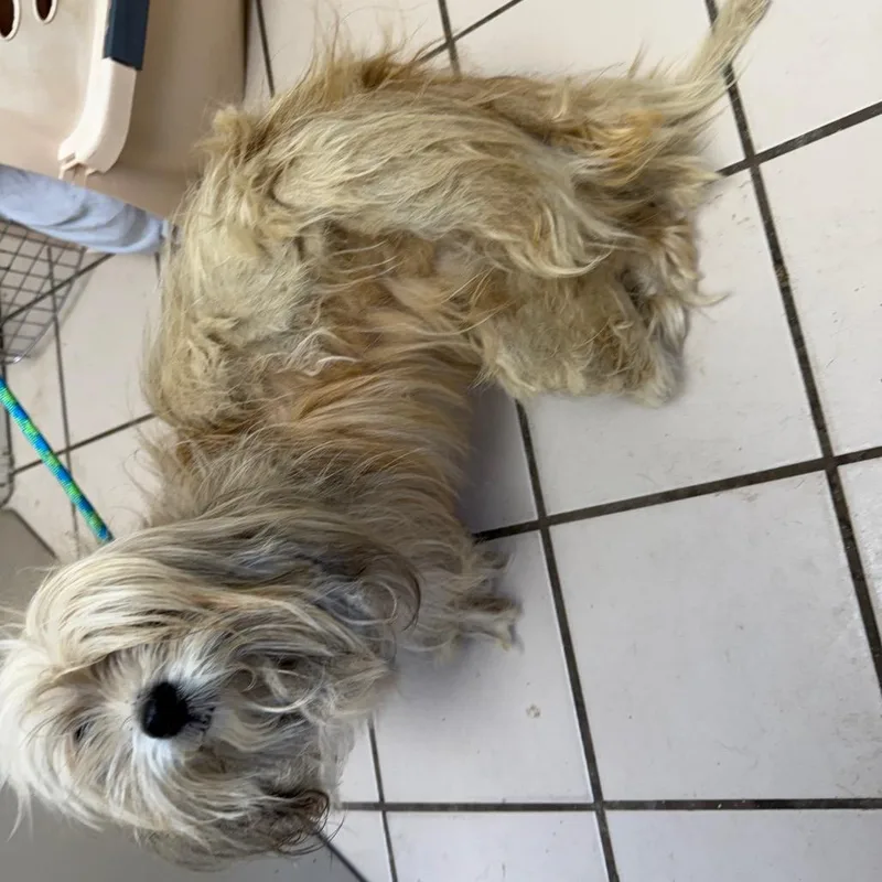 Tuscstray thumbnail 4