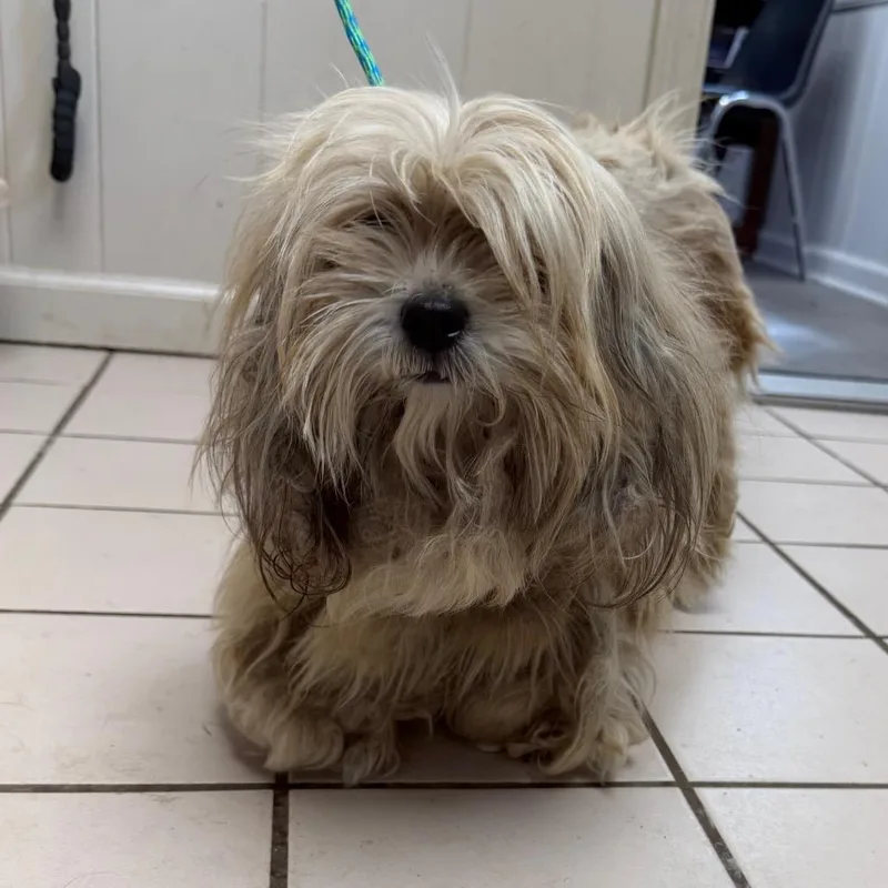 Tuscstray thumbnail 5