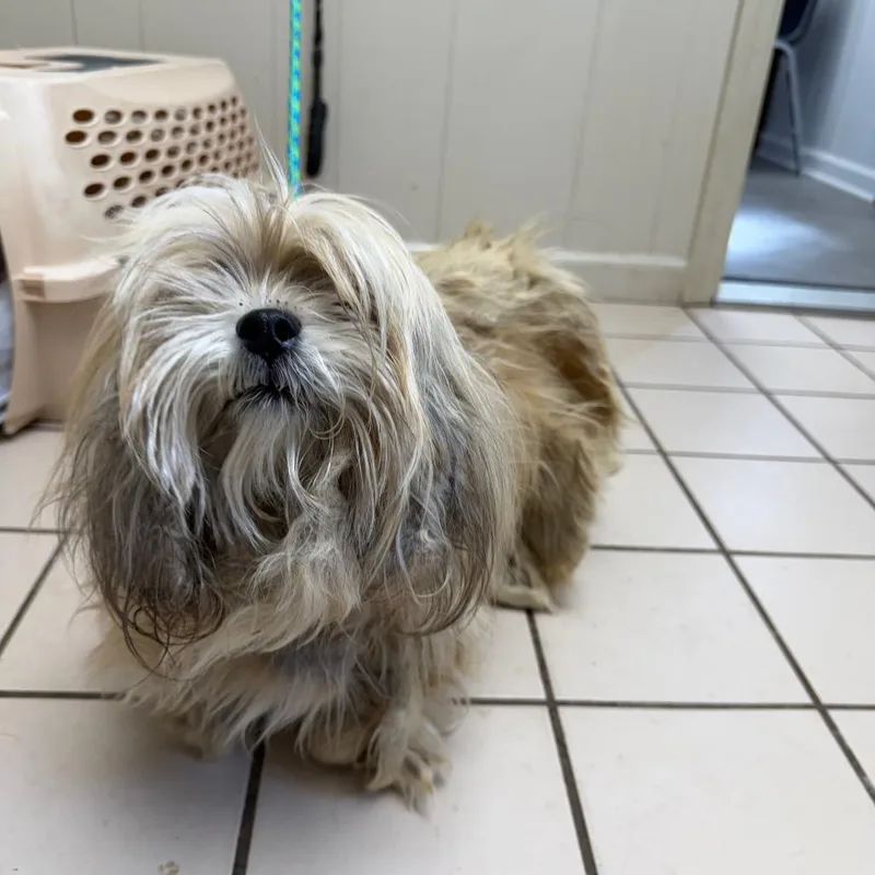 Tuscstray thumbnail 6