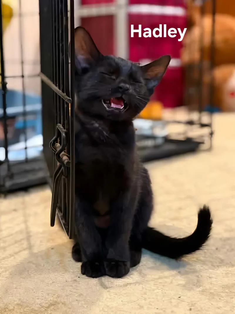A baby medium-sized female Black Domestic Short Hair cat named Hadley for adoption in Chicopee, MA