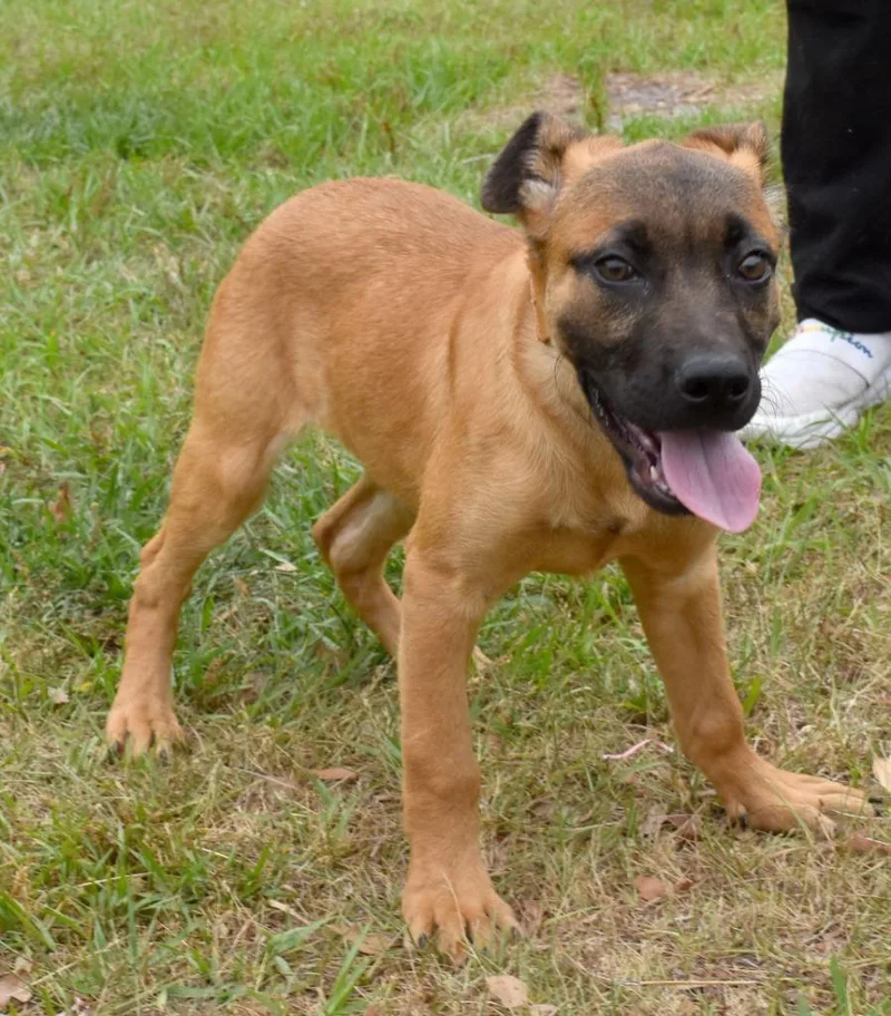Marmalade