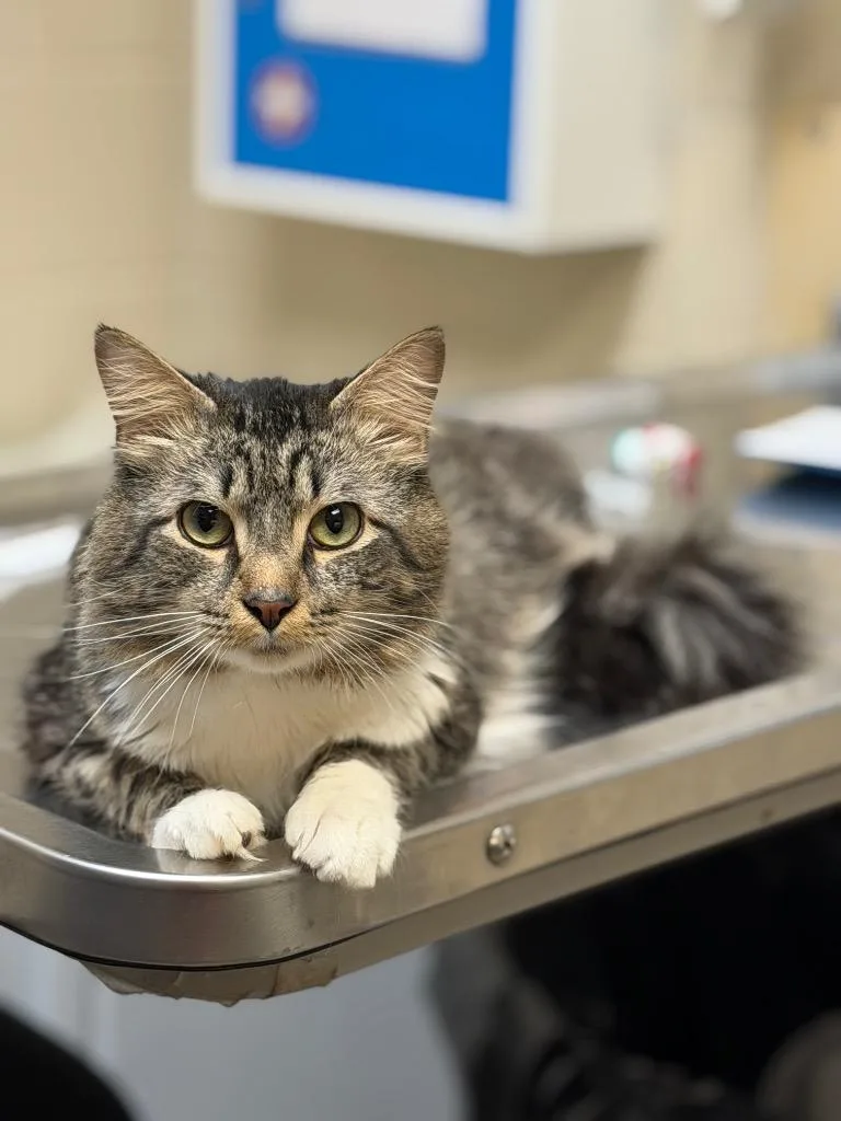 A young medium-sized male Domestic Medium Hair cat named Greg for adoption in Wintersville, OH
