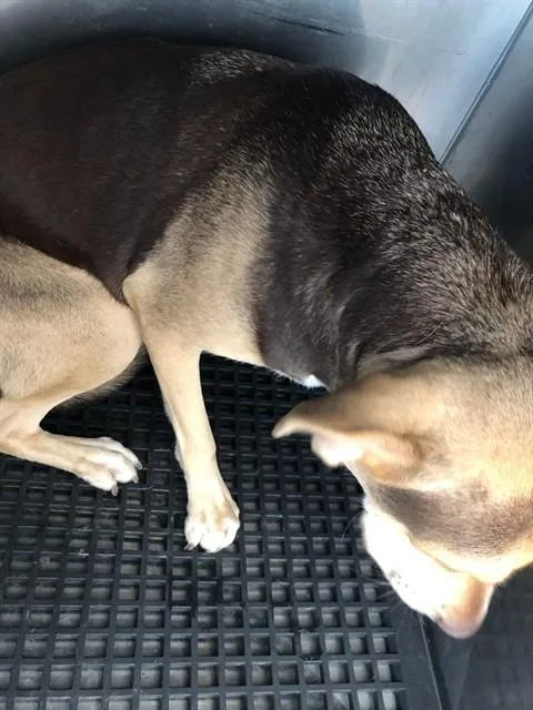 A young large-sized female Mixed Breed dog named Pretzel for adoption in Dallas, TX
