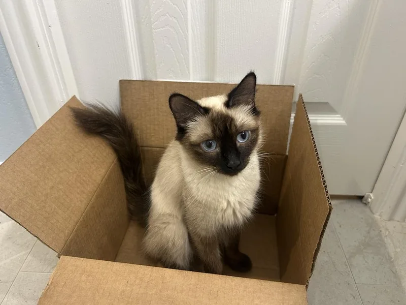 A young small-sized female Siamese cat named Milano for adoption in Austin, TX