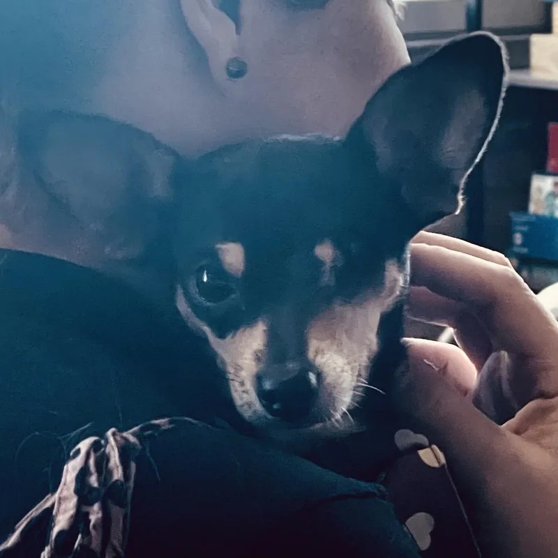 An adult small-sized female Chihuahua dog named Kanga for adoption in Crystal, MN
