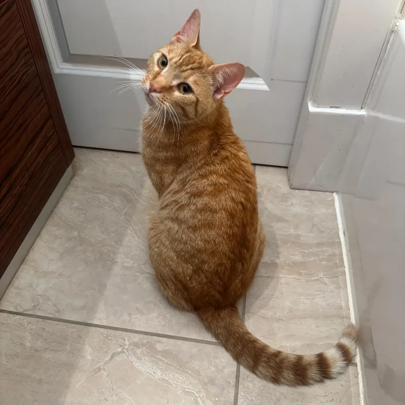 A young medium-sized male Orange / Red Domestic Short Hair cat named Jerry for adoption in Gibsonia, PA