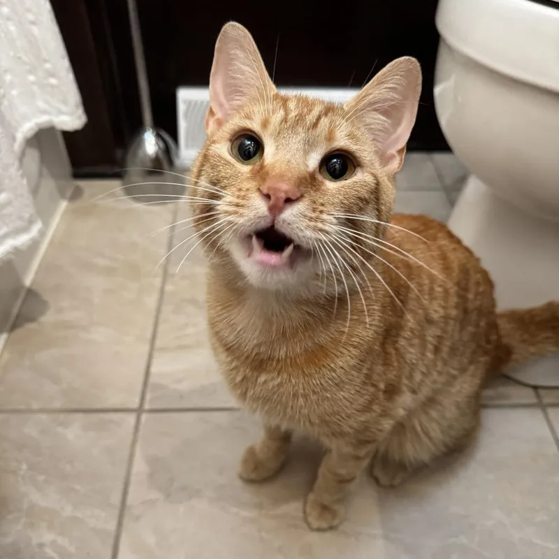 Jerry thumbnail 3