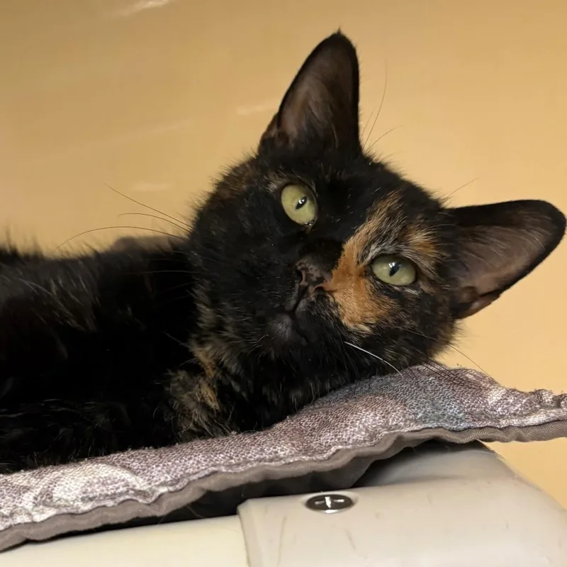 An adult medium-sized female Tortoiseshell Domestic Short Hair cat named Lilly for adoption in East Hanover, NJ