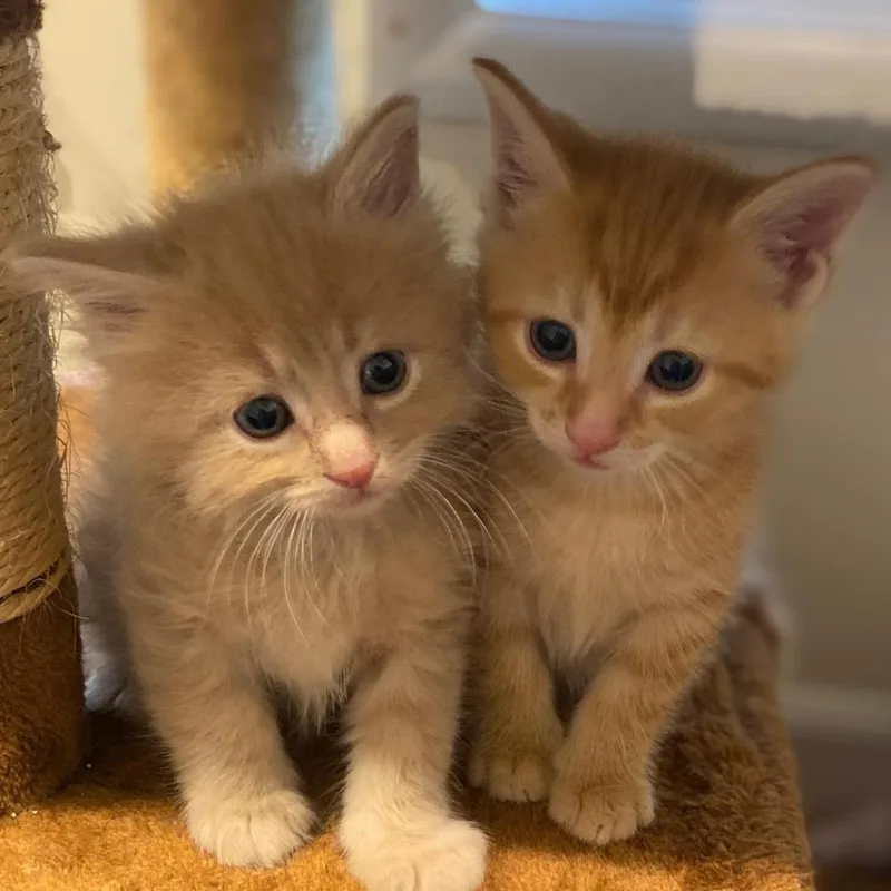 A baby small-sized male Buff / Tan / Fawn Domestic Long Hair cat named Udon for adoption in Fairfax Station, VA