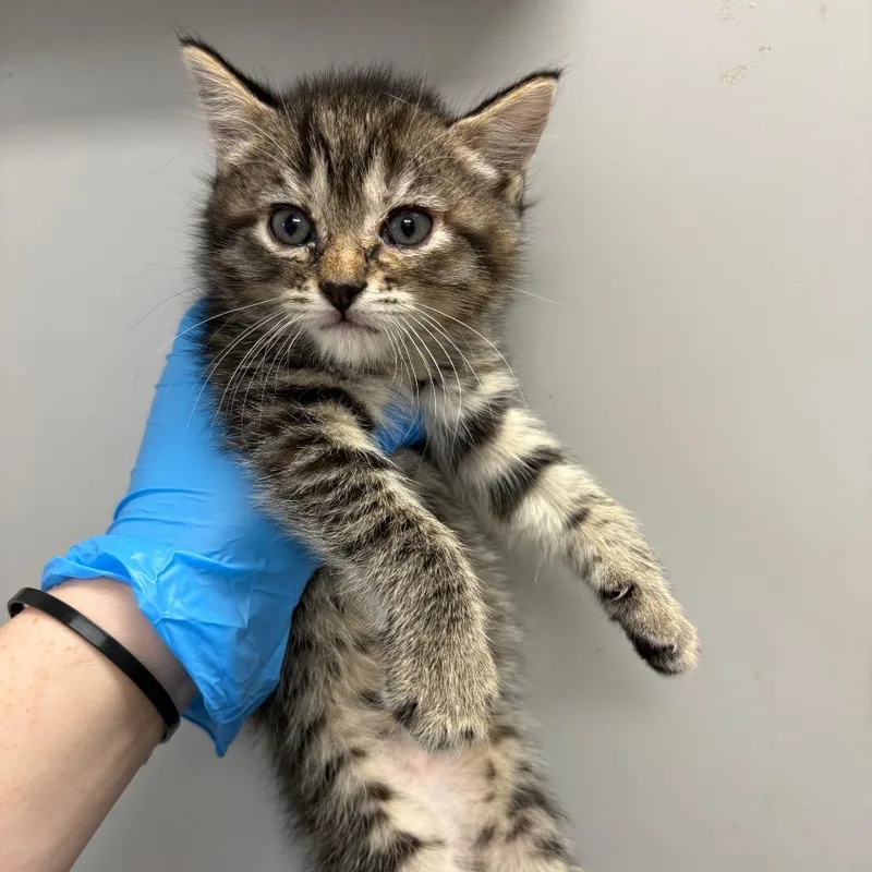 A baby small-sized female Brown / Chocolate Domestic Short Hair cat named Airheads for adoption in Columbiana, AL