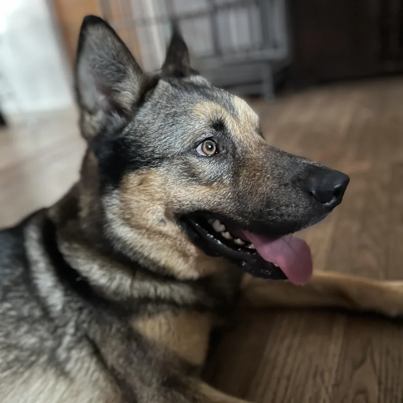 A young medium-sized male Brown / Chocolate Siberian Husky dog named Koda for adoption in Thousand Oaks, CA