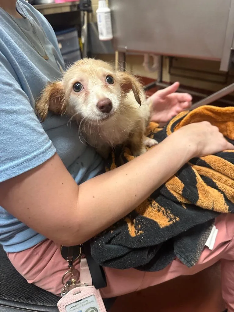 A baby small-sized male Chihuahua dog named Squrriel for adoption in Douglasville, GA