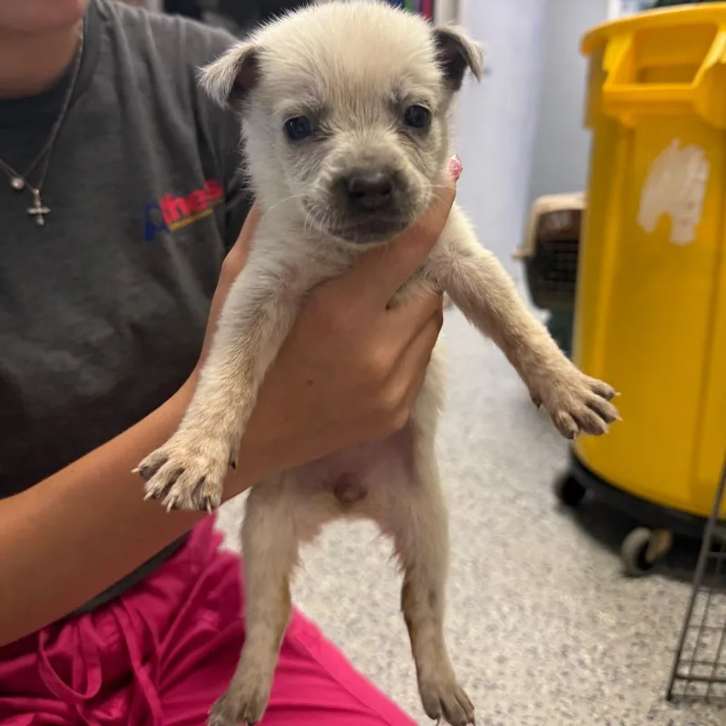 A baby small-sized female Apricot / Beige Mixed Breed dog named Laverne for adoption in Tyler, TX