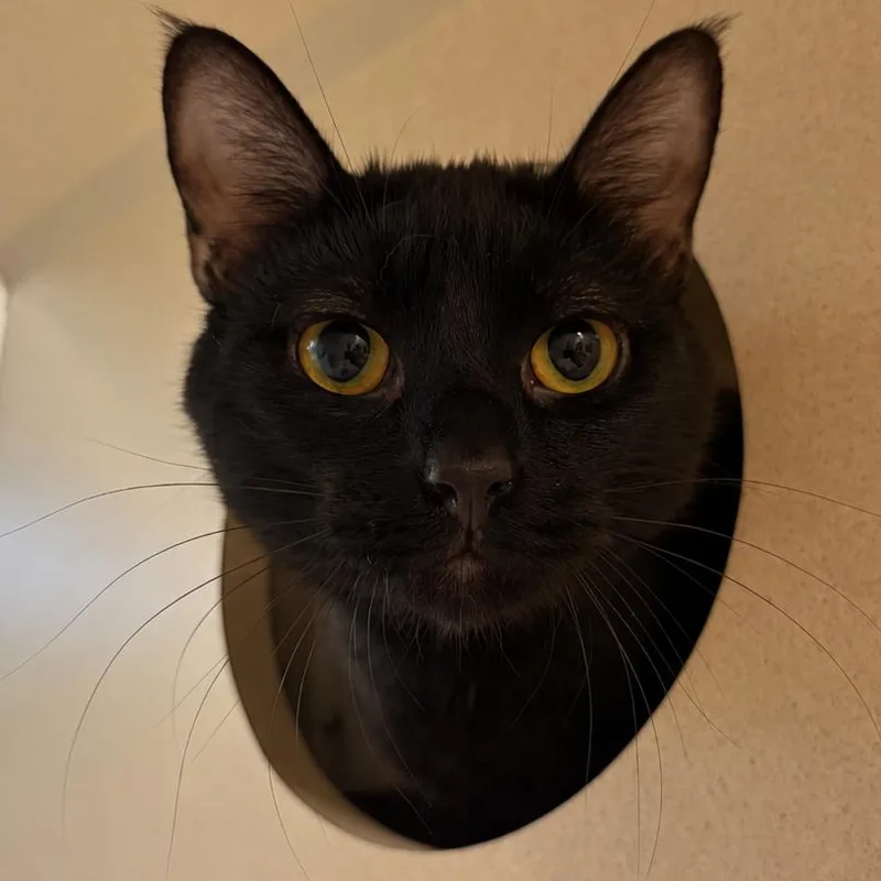 An adult medium-sized male Black Domestic Short Hair cat named Cheerio for adoption in Gloucester, VA