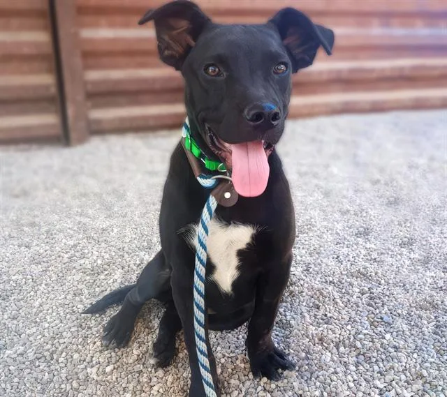 An adult medium-sized male Labrador Retriever dog named Rolli for adoption in Tucson, AZ