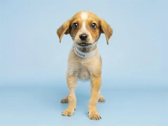 A baby small-sized male Australian Cattle Dog / Blue Heeler dog named Pancake for adoption in Phoenix, AZ
