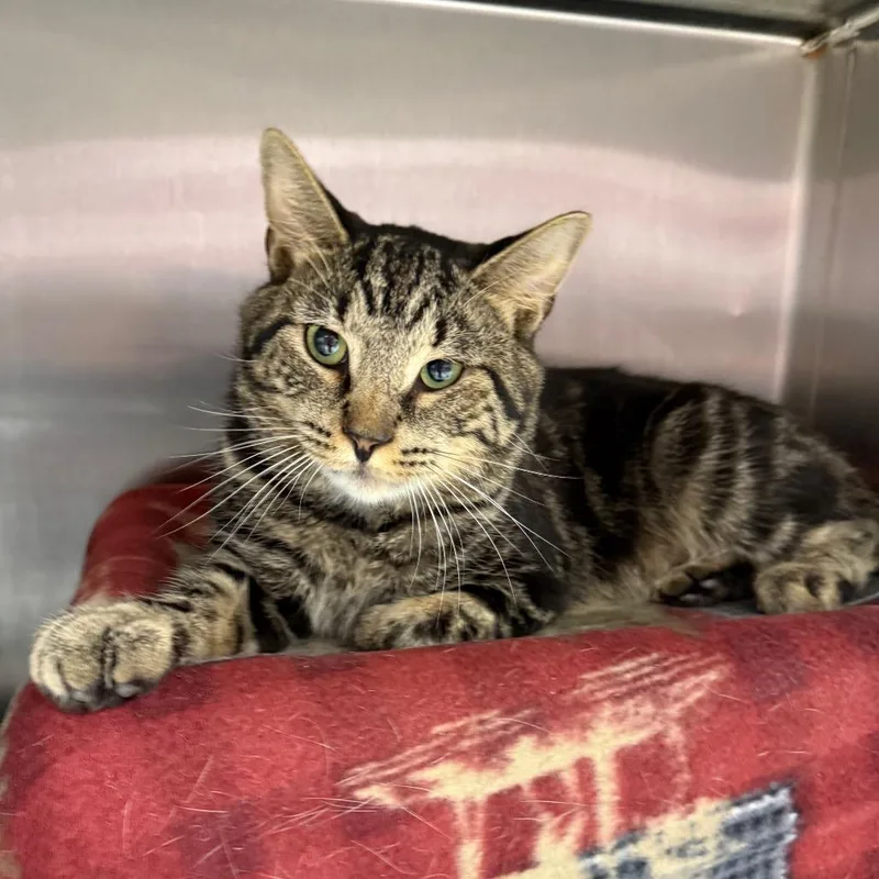 An adult large-sized male Brown / Chocolate Domestic Short Hair cat named Slytherin for adoption in Fort Wayne, IN