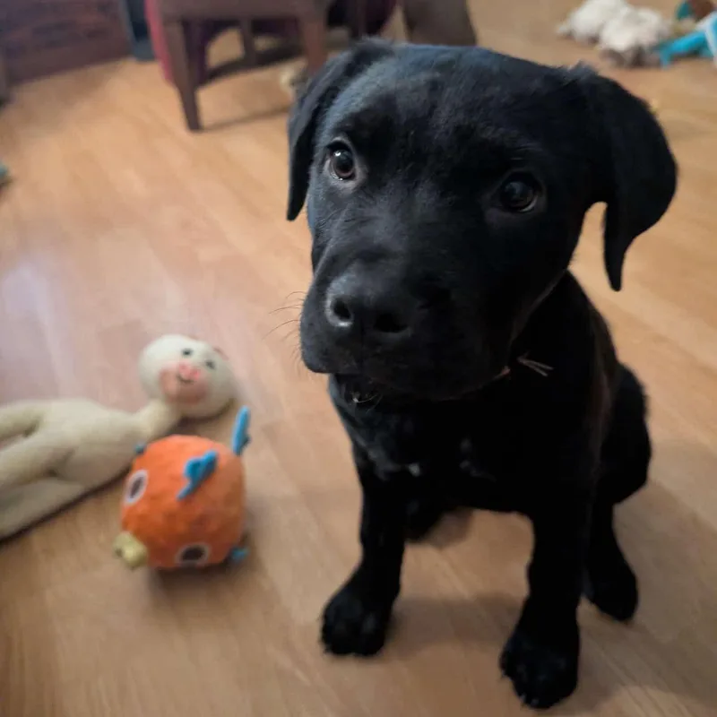 Lilly