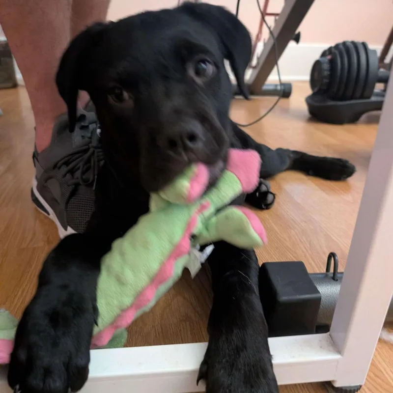 Lilly thumbnail 3