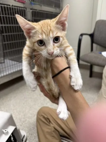 An adult small-sized male Domestic Short Hair cat named Thing for adoption in Conway, AR