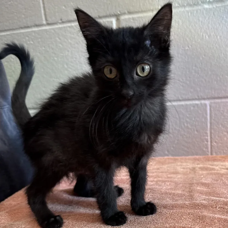 A baby small-sized female Black Domestic Short Hair cat named Miette for adoption in Council Bluffs, IA