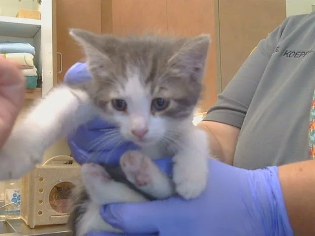 A baby small-sized male Domestic Short Hair cat named A for adoption in Sacramento, CA