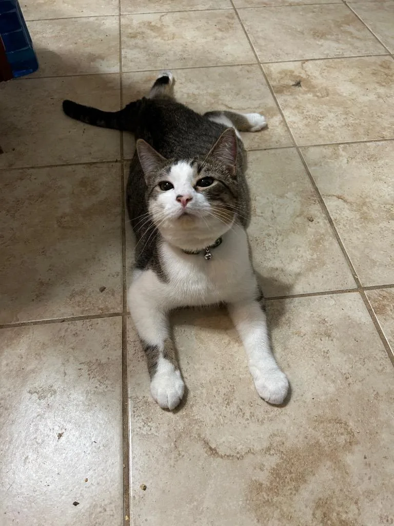 An adult small-sized male Domestic Short Hair cat named Riley Bonded With Scarlet for adoption in Ballwin, MO