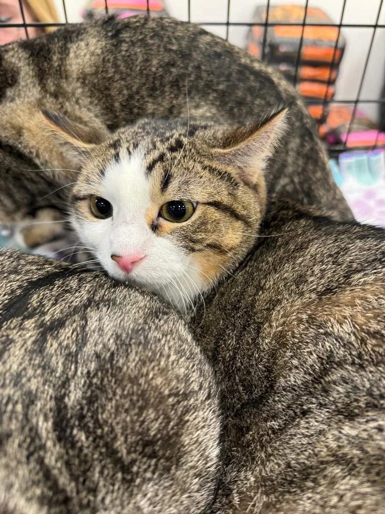 Riley Bonded With Scarlet thumbnail 6