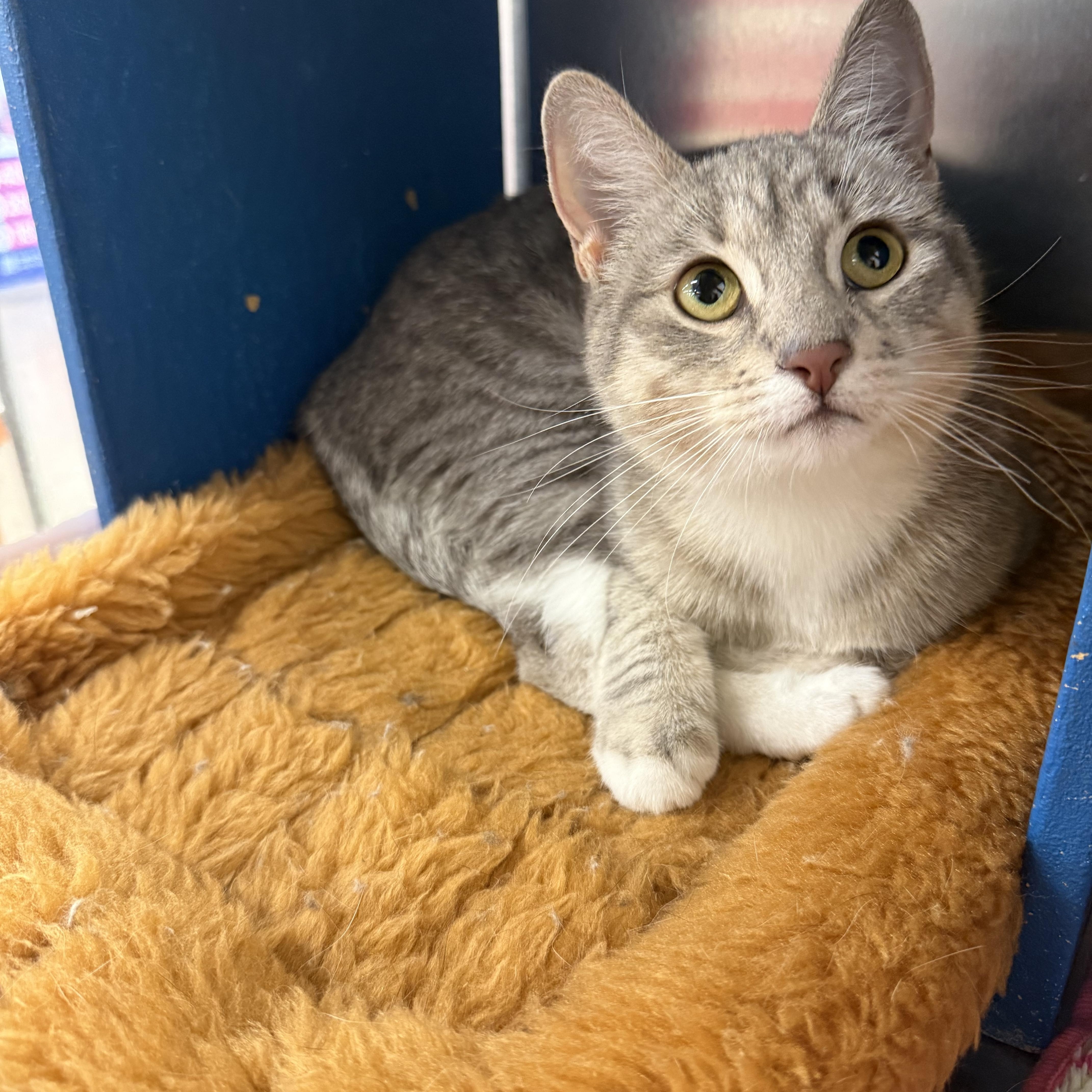 An adult medium-sized female Gray & White Domestic Short Hair cat named Verm for adoption in Fresno, CA