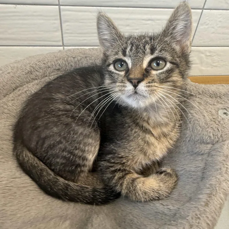 A baby small-sized male Brown / Chocolate Domestic Short Hair cat named Vermithor for adoption in Beaumont, TX