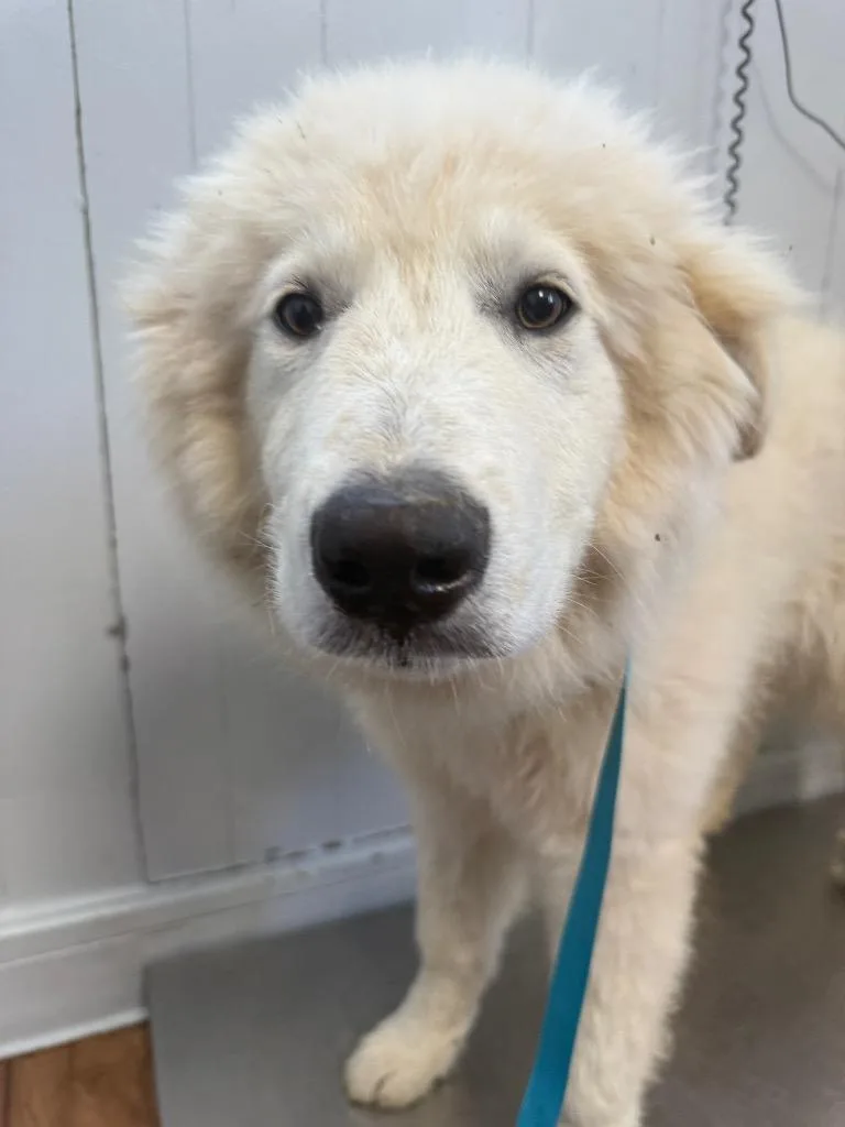 A baby large-sized male Great Pyrenees dog named Brax for adoption in Fayetteville, TN