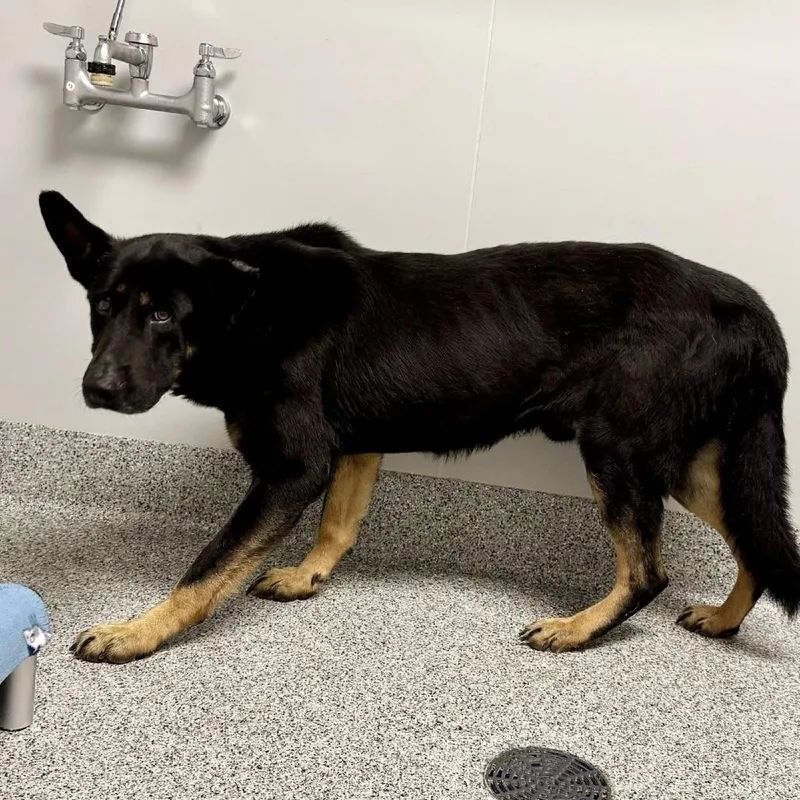 An adult extra large-sized male Black German Shepherd Dog dog named King for adoption in Wichita, KS