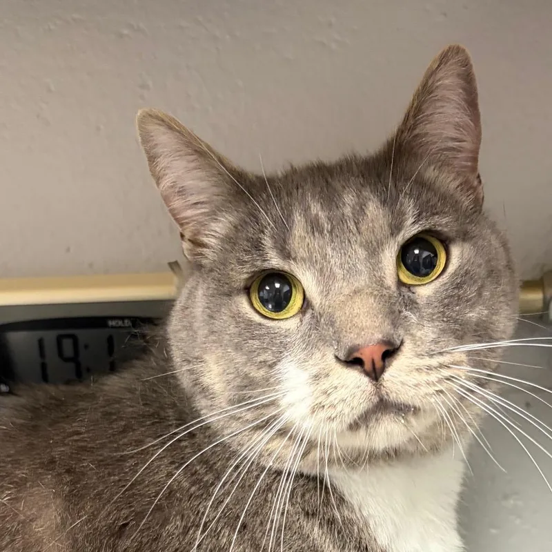 An adult extra large-sized male Gray / Blue / Silver Domestic Short Hair cat named Bobby for adoption in Greenville, SC