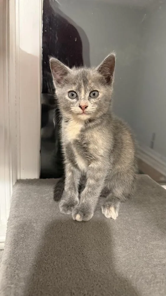 A baby small-sized female Domestic Short Hair cat named Helena for adoption in WARNER ROBINS, GA
