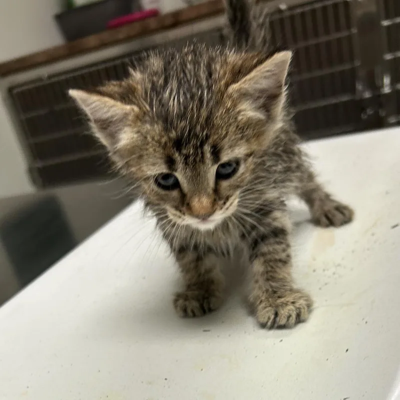 A baby small-sized female Brown / Chocolate Domestic Short Hair cat named Mango for adoption in Ottawa, KS