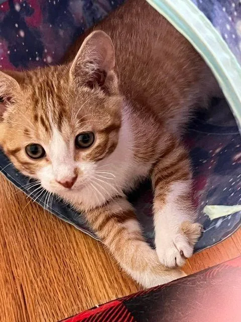 A young small-sized male Orange & White Domestic Short Hair cat named Ronan for adoption in Roseville, MN