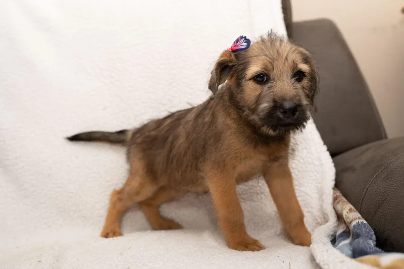 A baby medium-sized female Goldendoodle dog named Titania for adoption in Mobile, AL